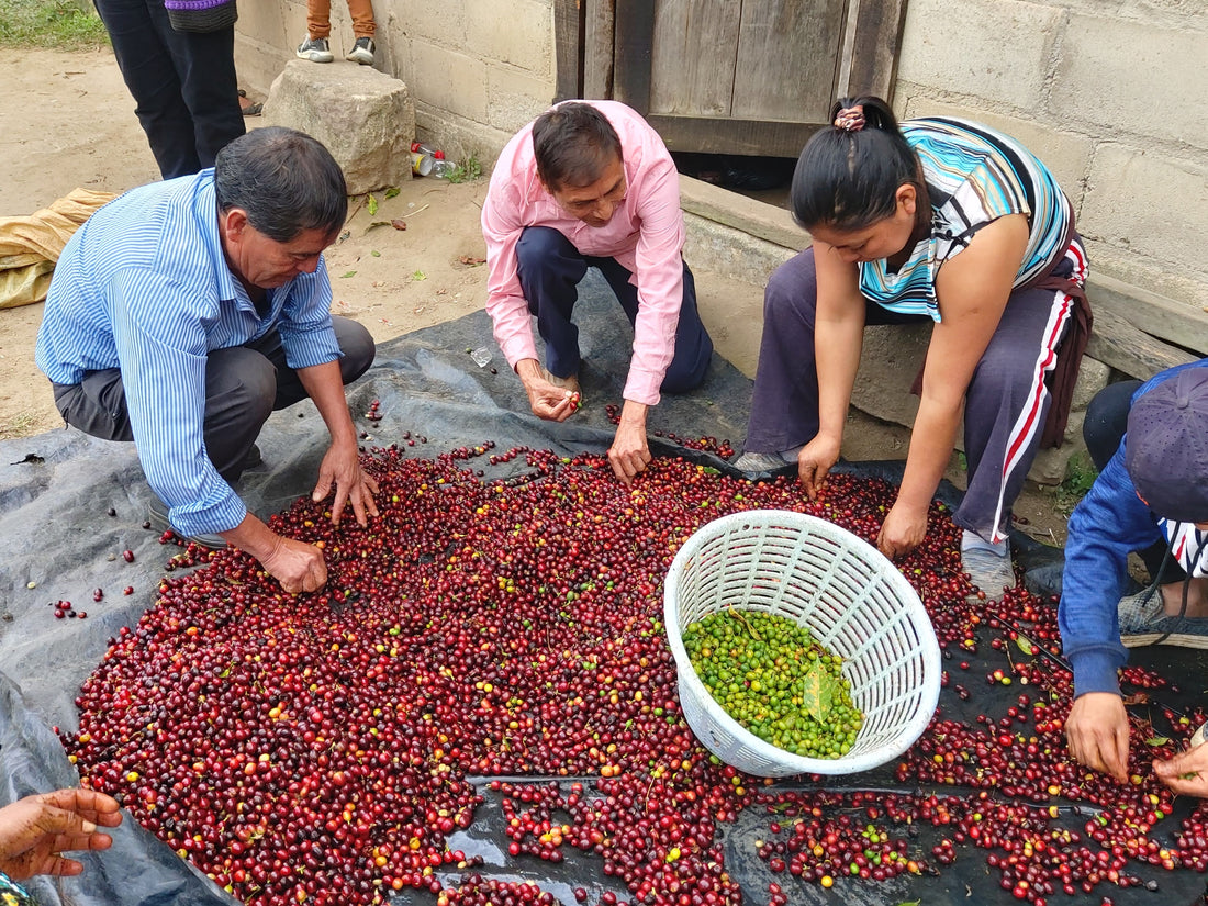 Café de especialidad grano, 1 kg.