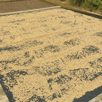 Café de especialidad molido, 1 Kg