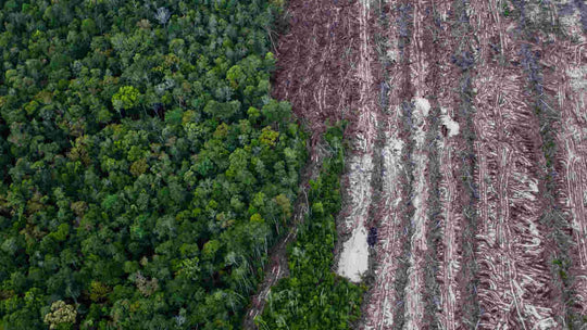 Con cada taza de café tú eliges: deforestar o proteger la biodiversidad.