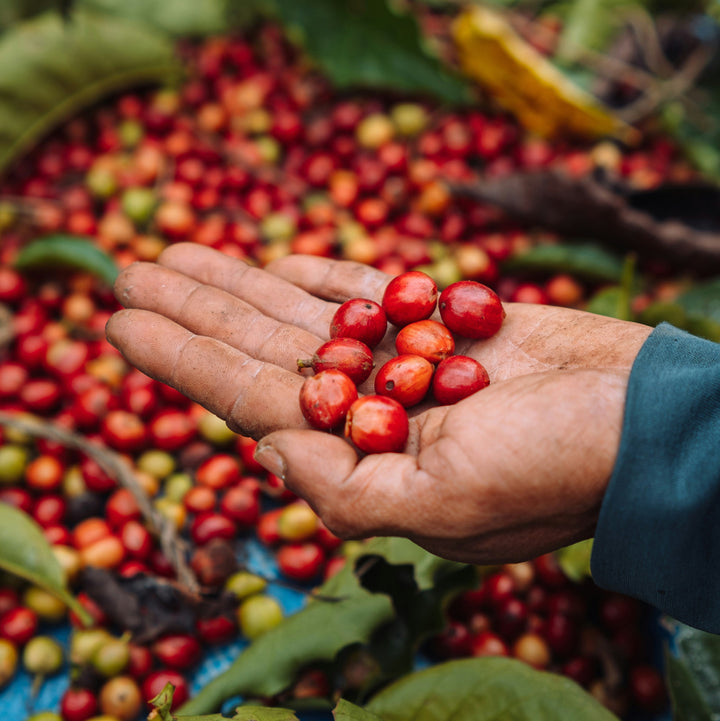 El precio del café no nos quita el sueño