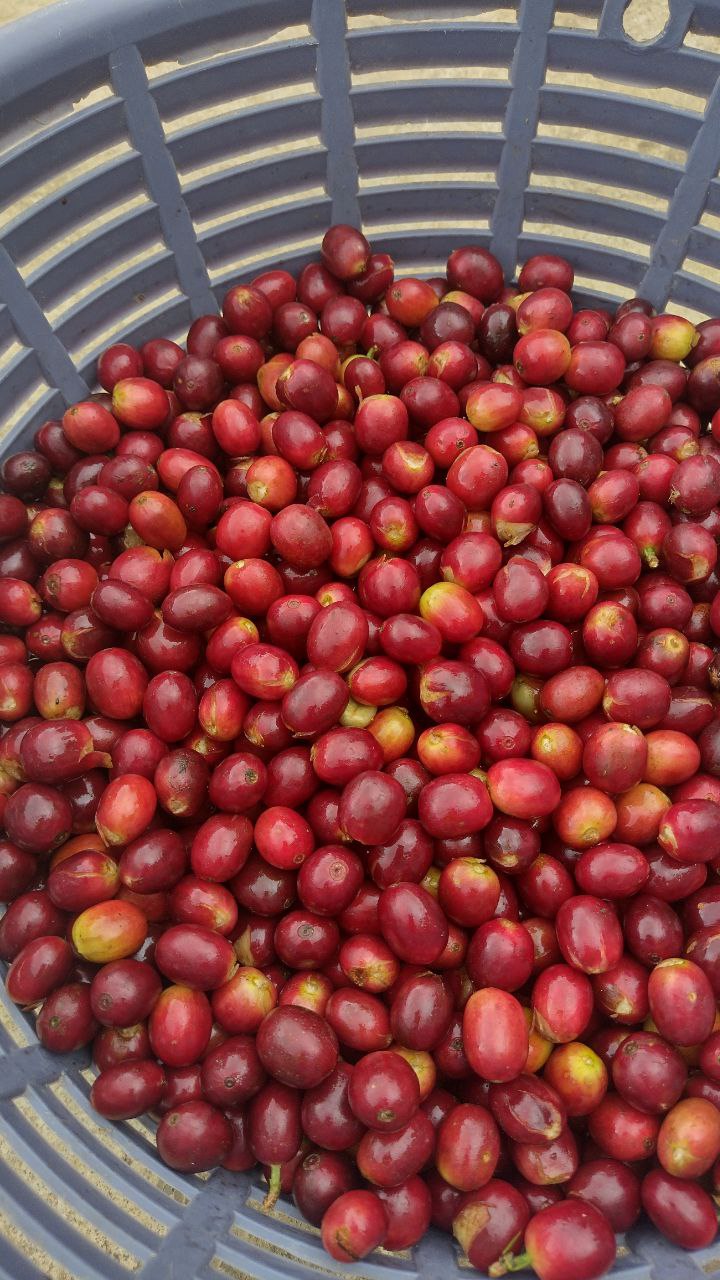 Café de especialidad molido, 250 gramos