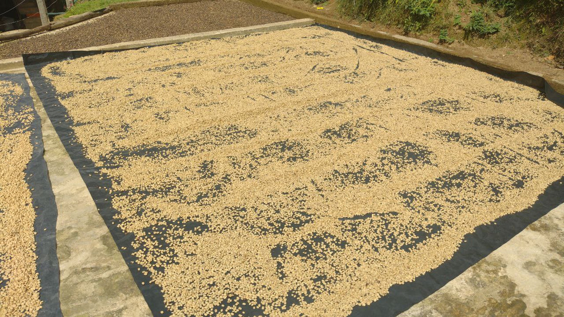 Café de especialidad molido, 250 gramos